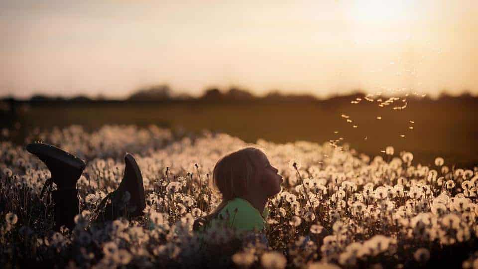 Flowers, Child, Girl, Dandelion, Field, Human, Children