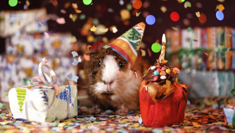 Read more about the article Adding Animals to a Children’s party
