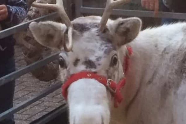 Snowflake the Reindeer Snowflake the Reindeer