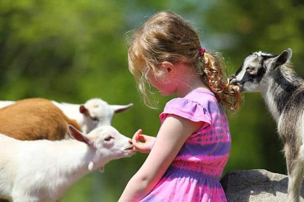 Seven-Year girl and baby goats.